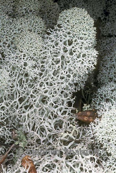 cladonia evansii graphic