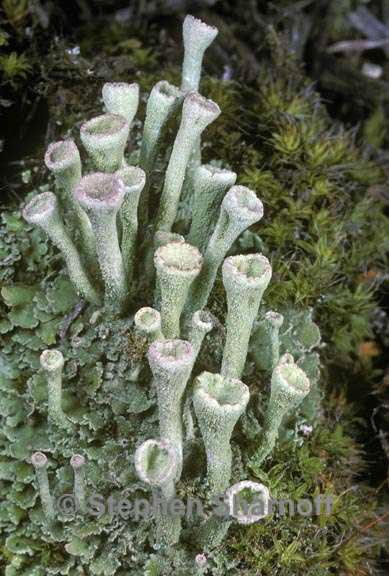 cladonia fimbriata graphic