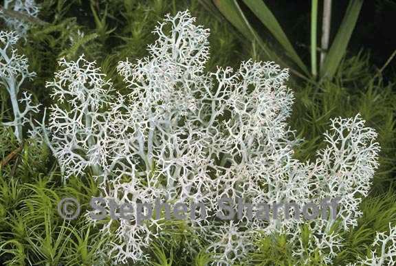 cladonia portentosa graphic