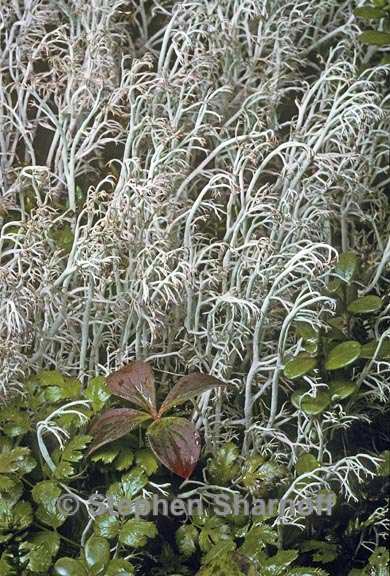 cladonia rangiferina 1 graphic