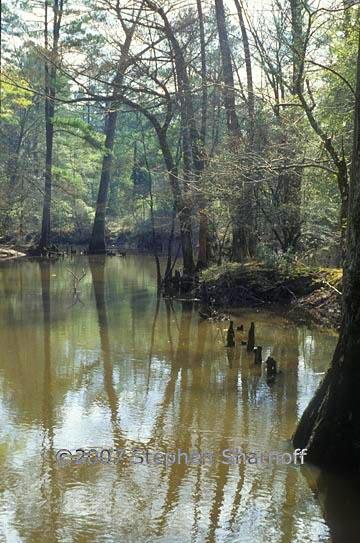 cypress swamp 1 graphic