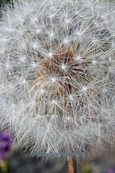 dandelion 2 graphic