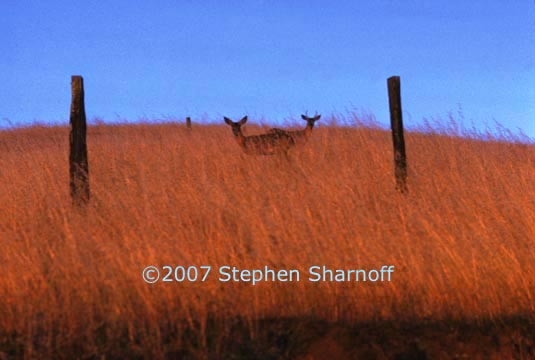 deer on hillside 1 graphic