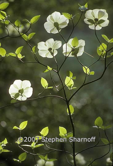 dogwood 1 graphic