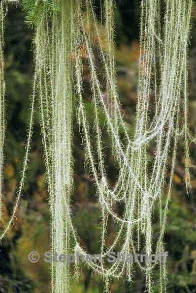 dolichousnia longissima 