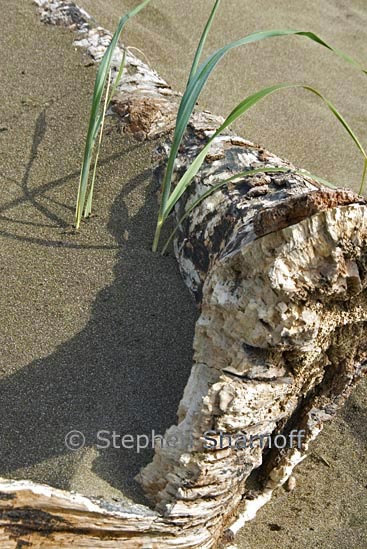 driftwood on beach 5 graphi