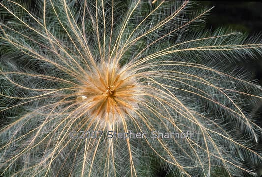 dryas drummondii graphic