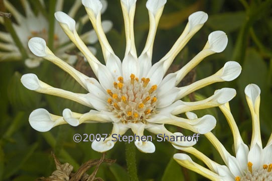 white flower 1 graphic