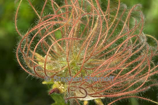 geum montanum graphic