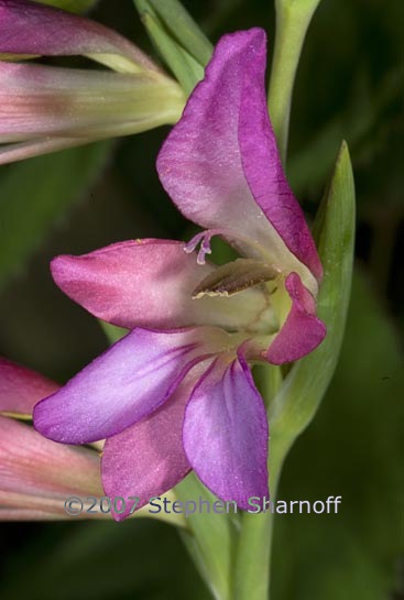 gladiolus communis 1 graphic