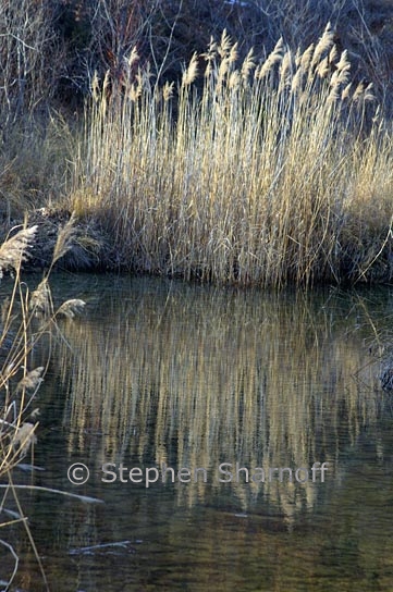 grasses stream 1 graphic