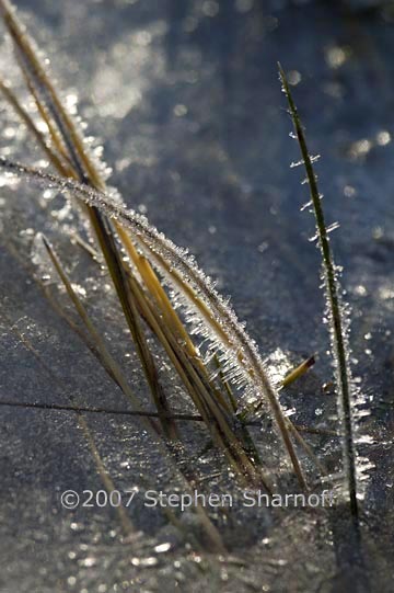 frosty grass 2 graphic