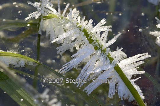 frosty grass 3 graphic