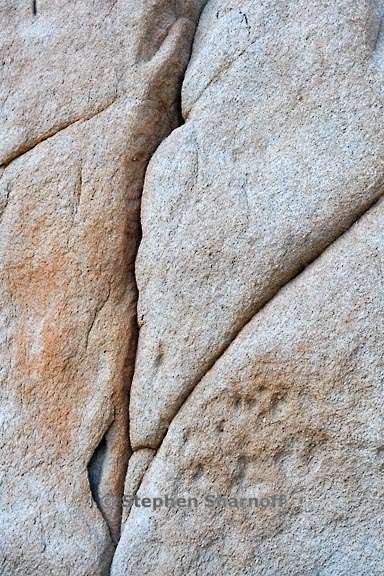 joshua tree 3804 18 graphic