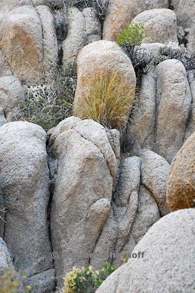 joshua tree 3804 19 graphic