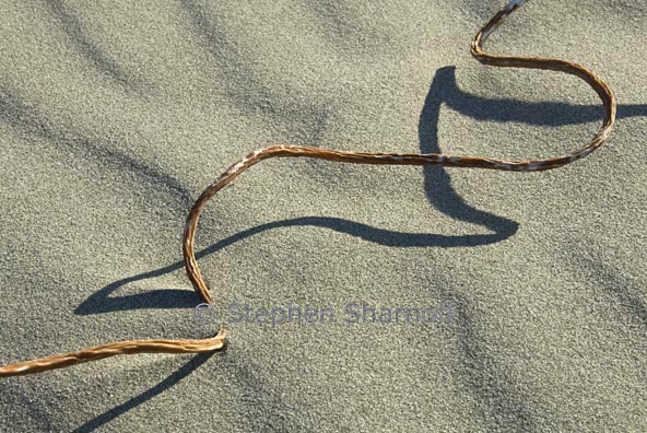 kelp on beach 10 graphie