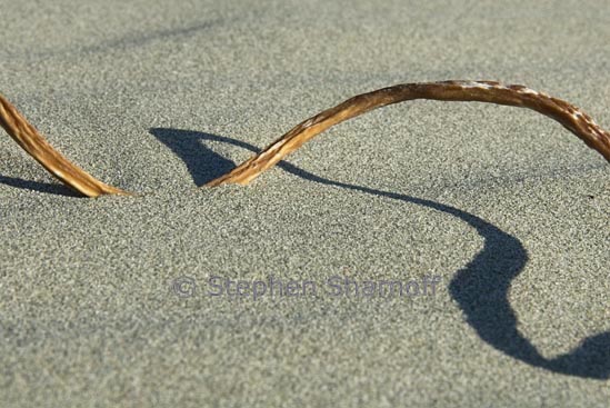 kelp on beach 3 graphie