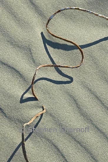 kelp on beach 14 graphie