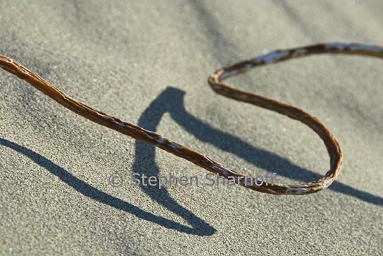 kelp on beach 1 graphie