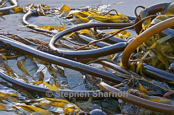 kelp on beach 1 graphic