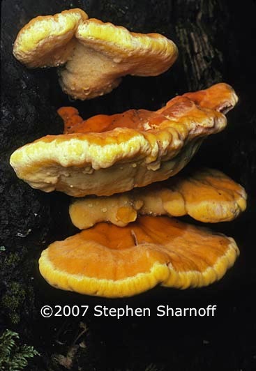 laetiporus 1 graphic