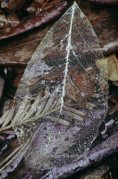 leaf skeleton 2 graphic