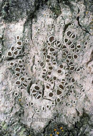 lecanora allophana graphic