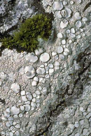 lecanora caesiorubella graphic