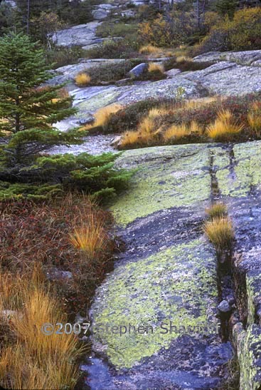 lichens grasses maine 1 graphic