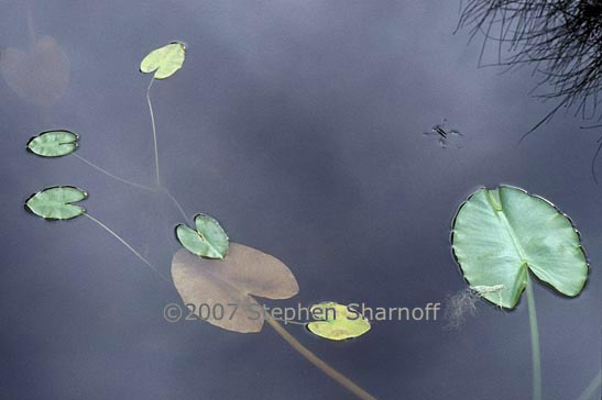 lily pond alaska graphic