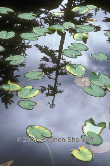 lily pond juneau 1 graphic