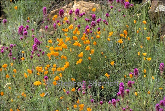 mixed flowers 