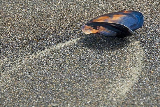 mussel shell on beach 1 graphic