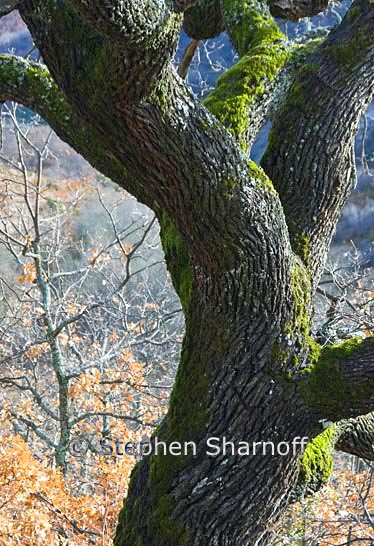 oak trunk provence 1 graphic