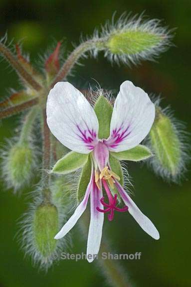 pelargonium tomenmtosum 1 graphic