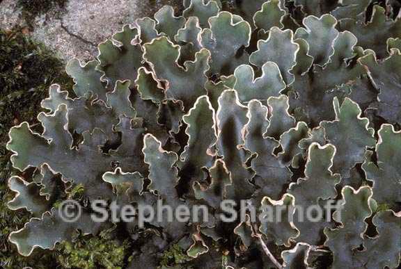 peltigera malacea graphic