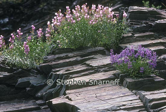 penstemon cliff 1 graphic