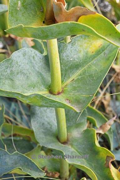 penstemon palmeri leaves 1 graphic