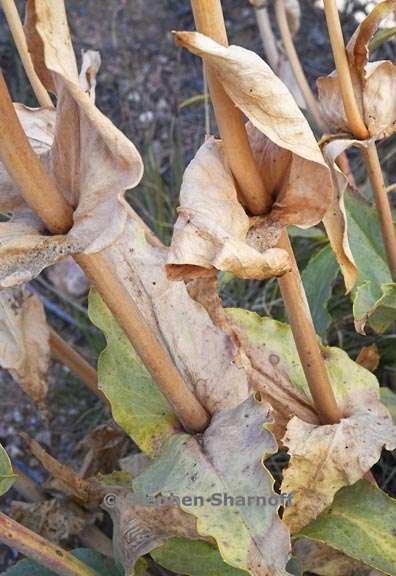 penstemon palmeri leaves 2 graphic