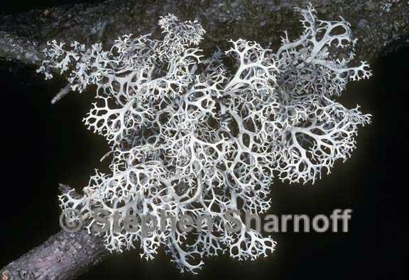 pseudevernia cladonia graphic