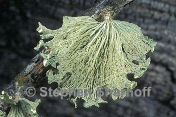 ramalina sinensis graphic