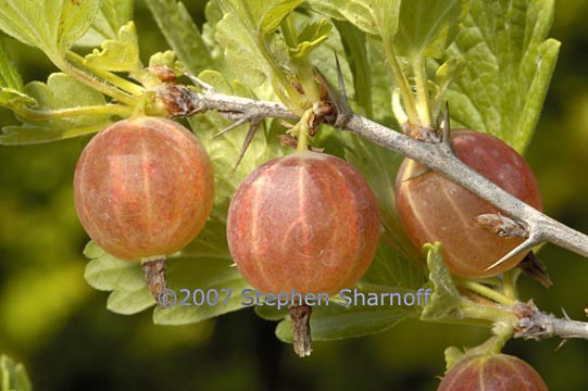 ribes uva crispa graphic