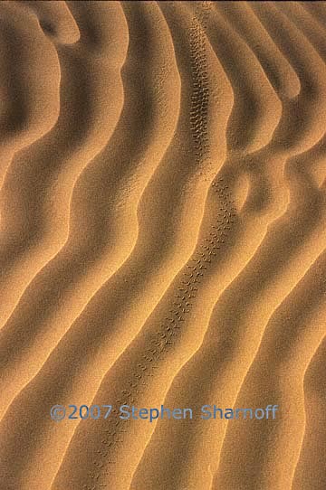 sahara ripples tracks 2 graphic