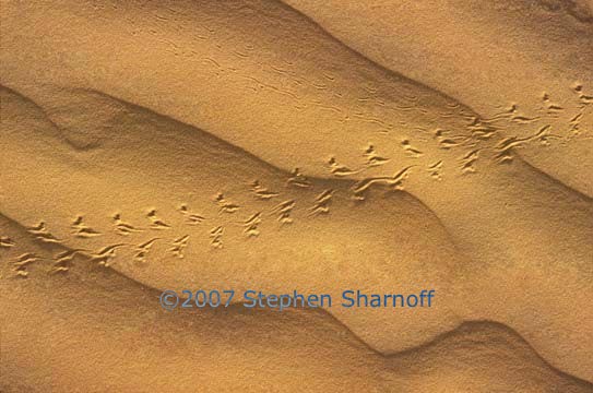 sahara ripples tracks 1 graphic