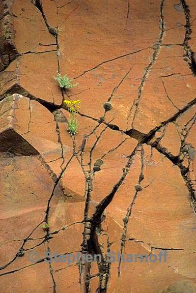 rock cracks with flowers graphic