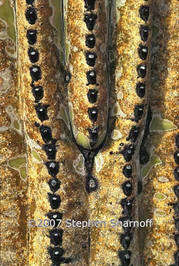 saguaro close 1 graphic