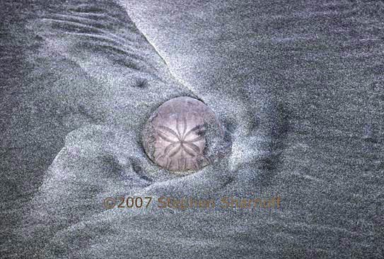 sand dollar 1 graphic