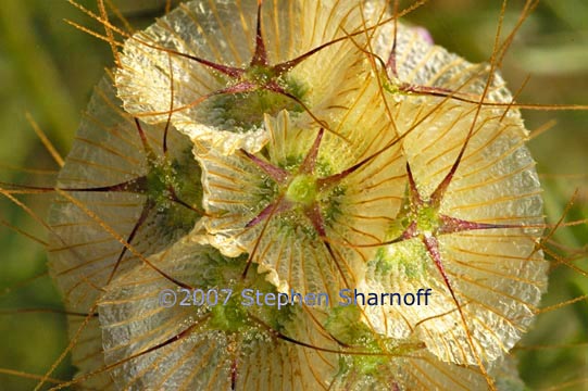 scabiosa 1 graphic