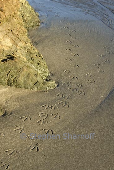 seabird tracks 1 graphic