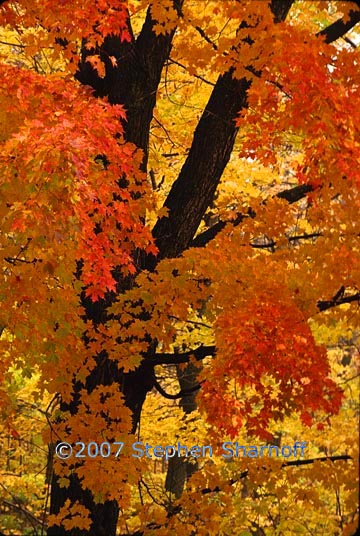 sugar maple fall 1 graphic